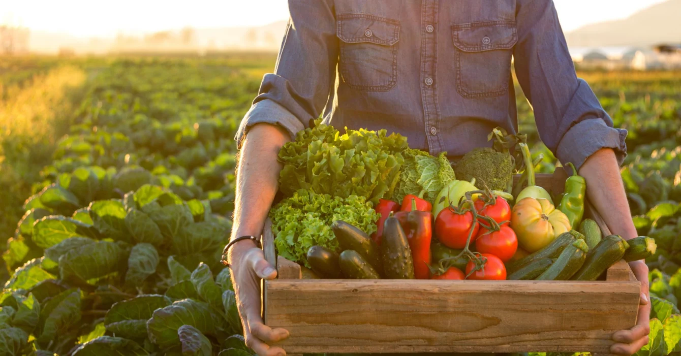 vegetable planting guide by month in the uk scaled 1